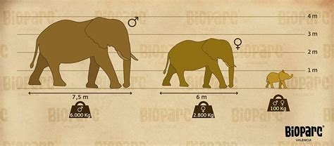 Qual O Peso De Um Elefante Adulto - Cuánto pesa un elefante africano adulto y un recién nacido