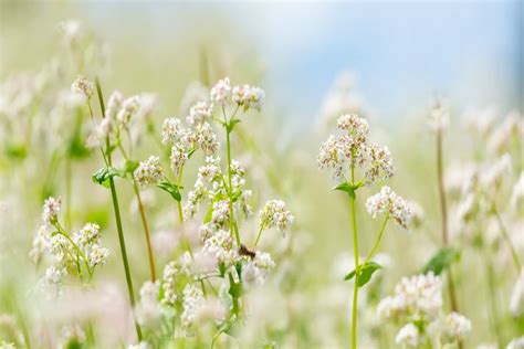 Benefits of Buckwheat | LifeMD