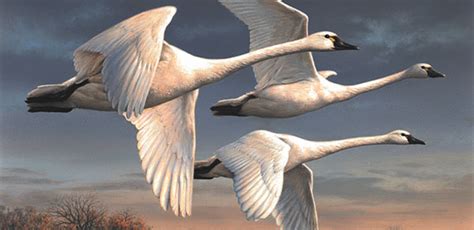 Minnesota artist Joseph Hautman wins 2022 Federal Duck Stamp Art ...