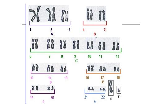 Sex Linked Punnett Square Notes Copy Ppt