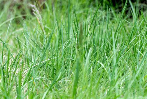 Buffalo Grass: A Low-Maintenance Lawn Option