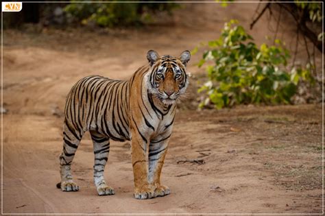 54th Tiger Reserve in India: Dholpur-Karauli Tiger Reserve