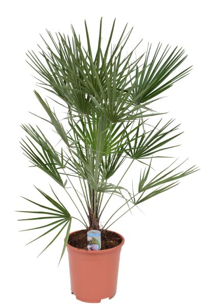 Zwergpalme Chamaerops Humilis Cm Kaufen