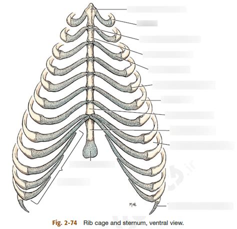 Bones - rib cage and sternum Diagram | Quizlet