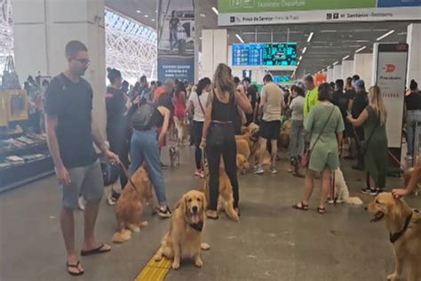 Caso Joca grupo faz protesto no Aeroporto de Brasília neste domingo