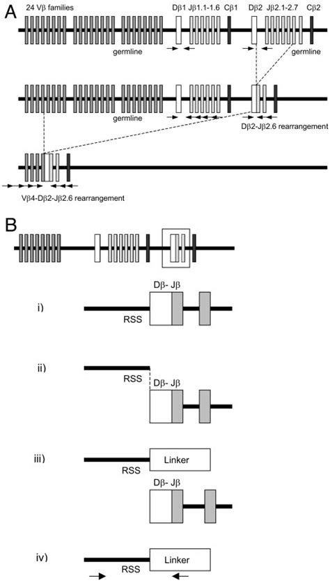 Single Cell Pcr Strategy For The Determination Of The Configuration Of