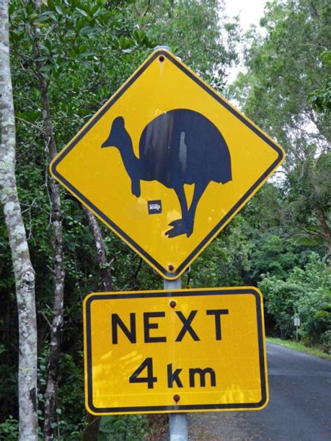 Cassowary Safety What To Do If You See A Cassowary