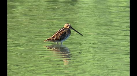 Bekasina Otavn Common Snipe Bekassine Watersnip Bekas Kszyk