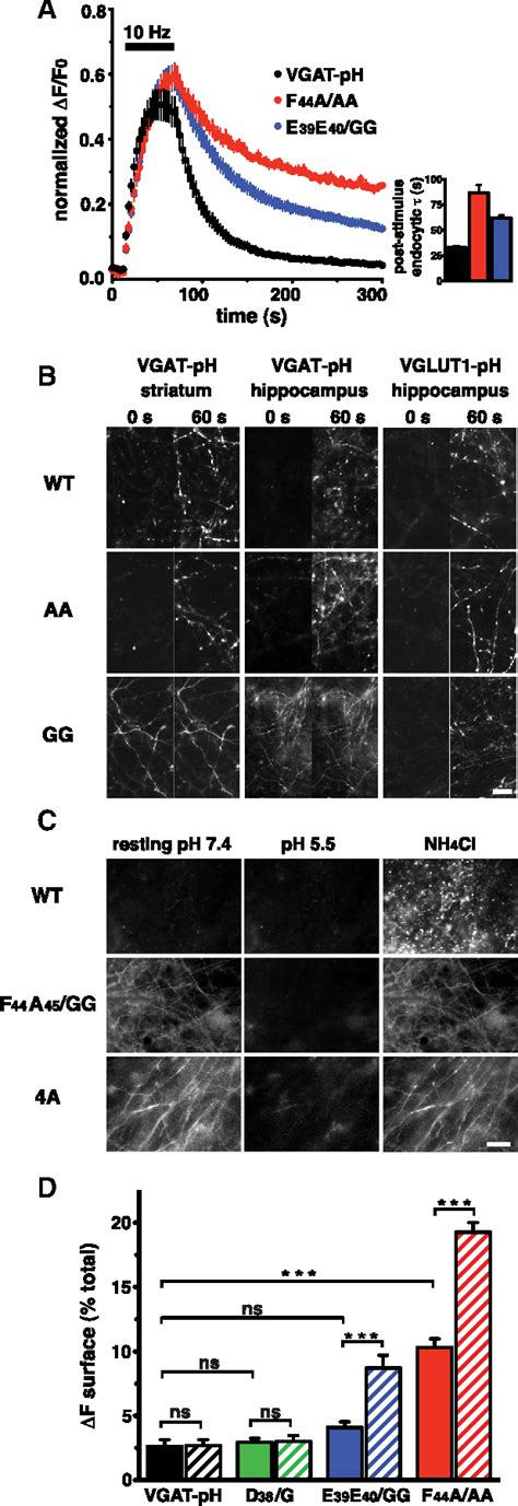 Figure From Sorting Of The Vesicular Gaba Transporter To Functional