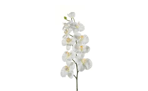 Ve Ta Ki Cvet Phalaenopsis Cm Bijeli Emmezeta Webshop