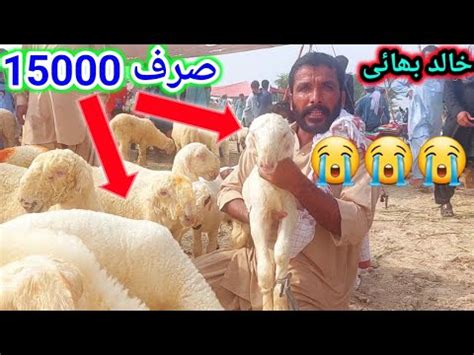 Sheep Full Pragnat Pure Nari Farm Ki Mundra Mandi Dera Ghazi Khan Malik