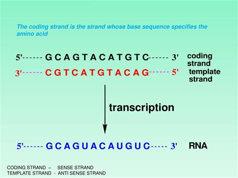 Coding Vs Template Dna Strands The Key Differences Explained Blog