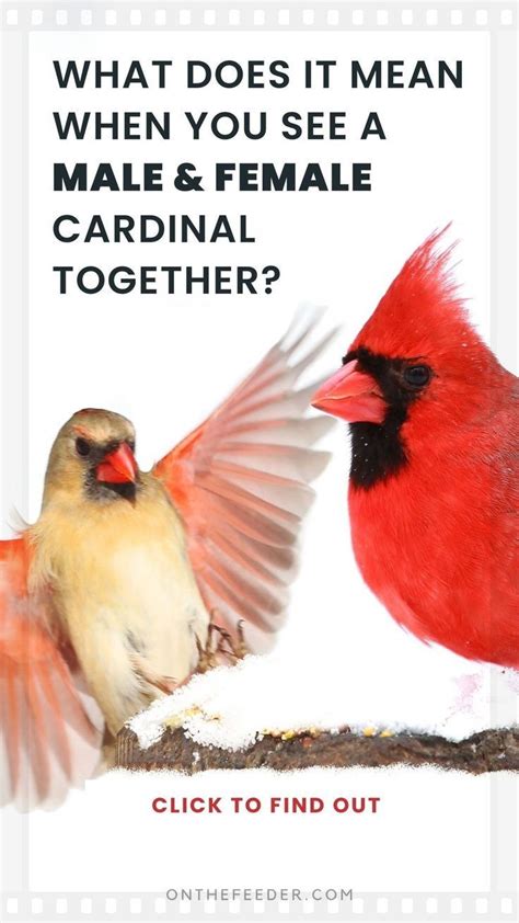 Discovering The Essence Of Cardinal Symbolism In 2024 Cardinal