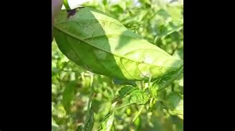 How To Control Powdery Mildew In Chilli Crop Youtube