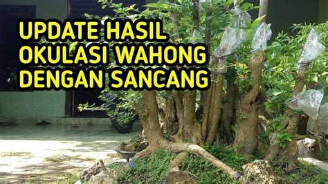 Hasil Okulasi Sambung Bahan Bonsai Wahong Dengan Sancang Youtube