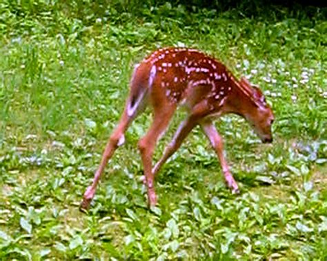 Deer Foal 9 © Baby Steps Chuck Berk Flickr