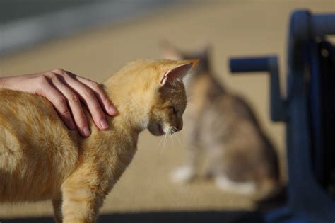 猫が『うつ病』になったら5つの初期症状とその時飼い主がすべき行動 ねこちゃんホンポ