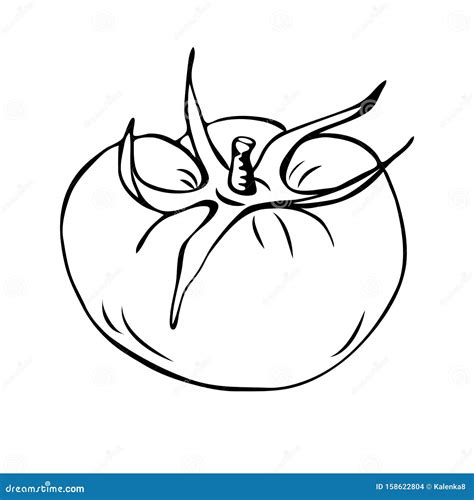 Tomato Outline Clip Art