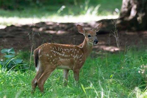 White-tailed Deer - Wildlife Informer