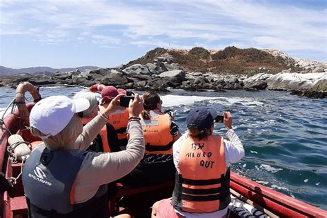 Private Cruise Shore Excursion From Valparaiso Penguin Island