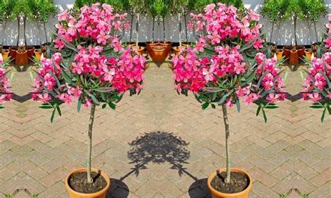 Nerium Oleander Garden Plants Online