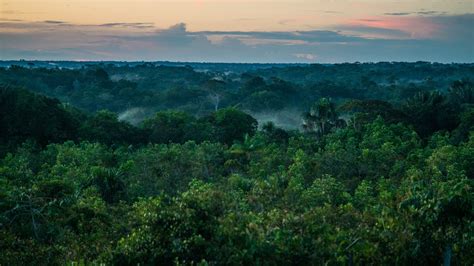 Amazonas Regenwald Bedrohungen Und Potenziale