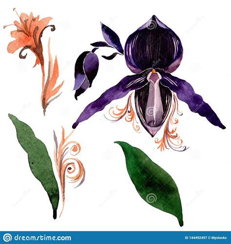 Flores Nicas Florales De La Orqu Dea Negra Sistema Del Ejemplo Del