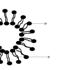 Structure of vesicle | Download Scientific Diagram