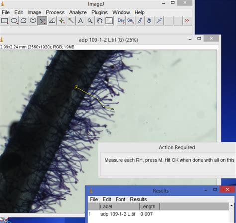 Imaging and Analyzing Root Hair Length and Density — Department of Plant Science