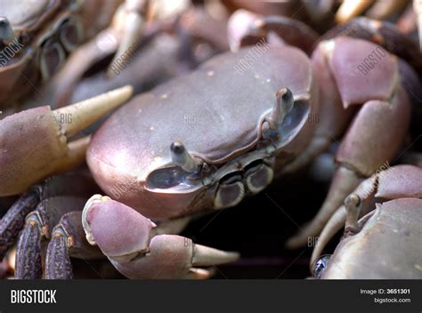 Philippine Crab Image Photo Free Trial Bigstock