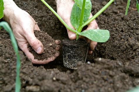 Quand Planter Les Courgettes En Pour Avoir Une R Colte Abondante