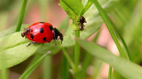 Nuttige Insecten De Tuin Op Tafel