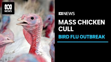 Thousands Of Chickens Culled Amid Avian Influenza Outbreak At Victorian