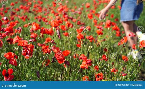 Papoila De Campo Que Faz O Acompanhamento Das Flores Um Campo De