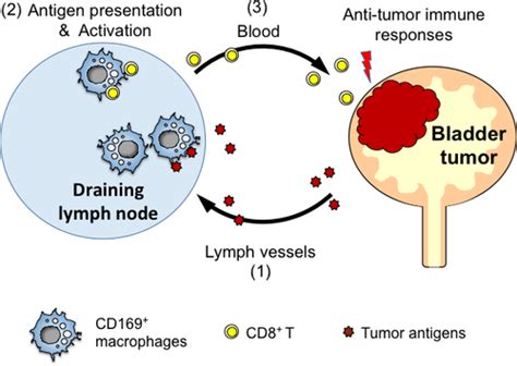 Cd169‐positive Sinus Macrophages In The Lymph Nodes Determine Bladder