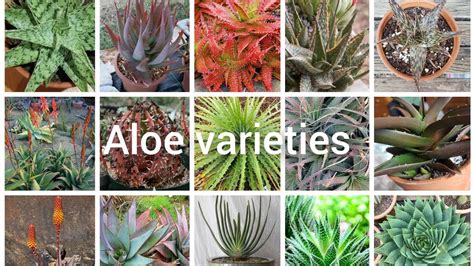 42 Different Types of Aloe plant in 2022 | Types of aloe plants, Aloe ...