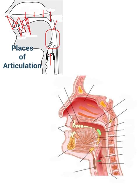 places of articulation Diagram | Quizlet