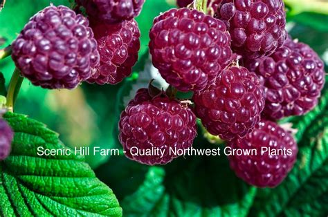 3 Potted Royalty Purple Raspberry Plants - Sweet, Great Flavor ...