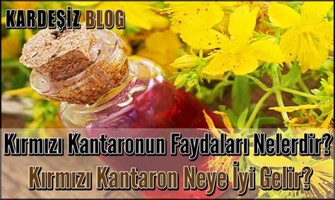 Kırmızı Kantaronun Faydaları Nelerdir Kırmızı Kantaron Neye İyi Gelir