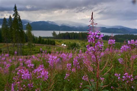 Mountain Lake In The Summer Stock Image Image Of Scenery Beautiful