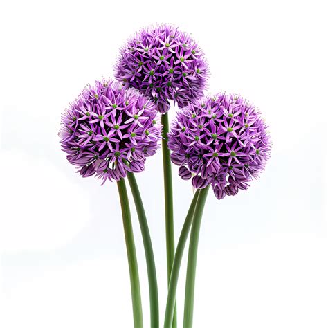 Allium Giganteum Others Png Clipart Royalty Free Svg Png