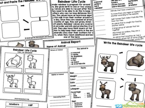 🦌 Free Printable Reindeer Life Cycle Worksheets