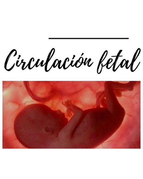 Circulaci N Fetal Medi Fer Udocz