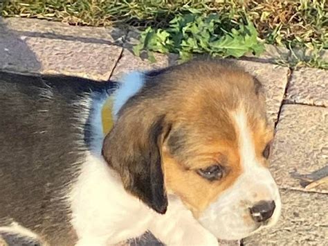 Chiots Beagle tricolores à vendre Petite Annonce chien