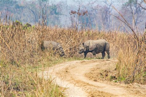 Do Rhinos Live In Nepal Vagabond Way