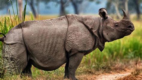 Anak Badak Jawa Lahir Di Taman Nasional Ujung Kulon Suara Surabaya