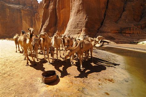 Camels in Guelta Archei #1 Photograph by Michael Szafarczyk - Pixels