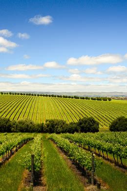 Mclaren Vale I Migliori Tour Cose Da Fare Nel Cancellazione