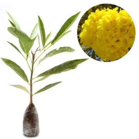 jual tanaman tabebuia kuning shopee indonesia