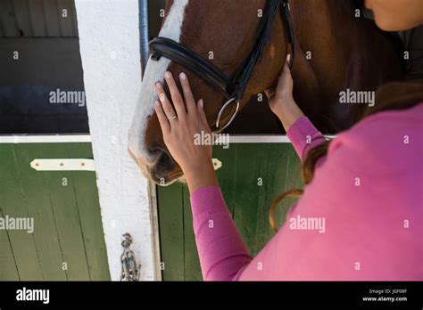 Cropped Hands Of Young Woman Touching Horse At Stable Stock Photo Alamy